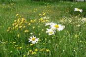 Slunovrat – Kvetnatá lúka do sucha pre náročných
